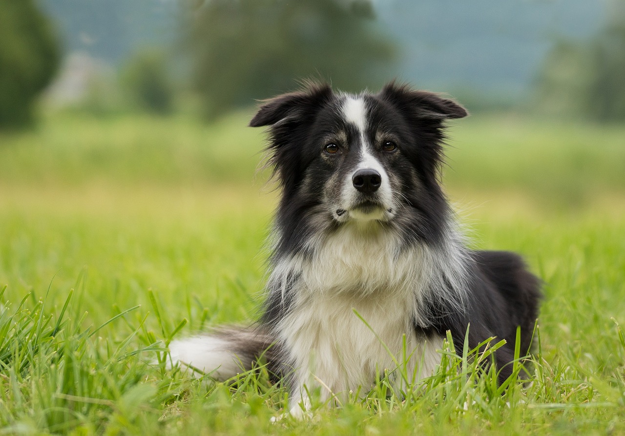 border collie, dog, collie-2184706.jpg