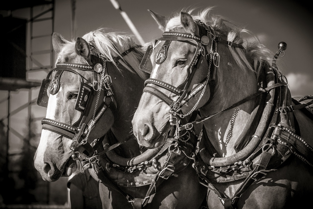 horse, heavy, work-2723215.jpg