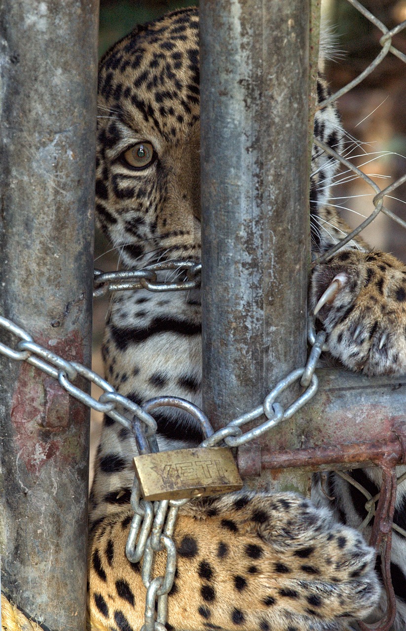jaguar, chains, prison-599237.jpg