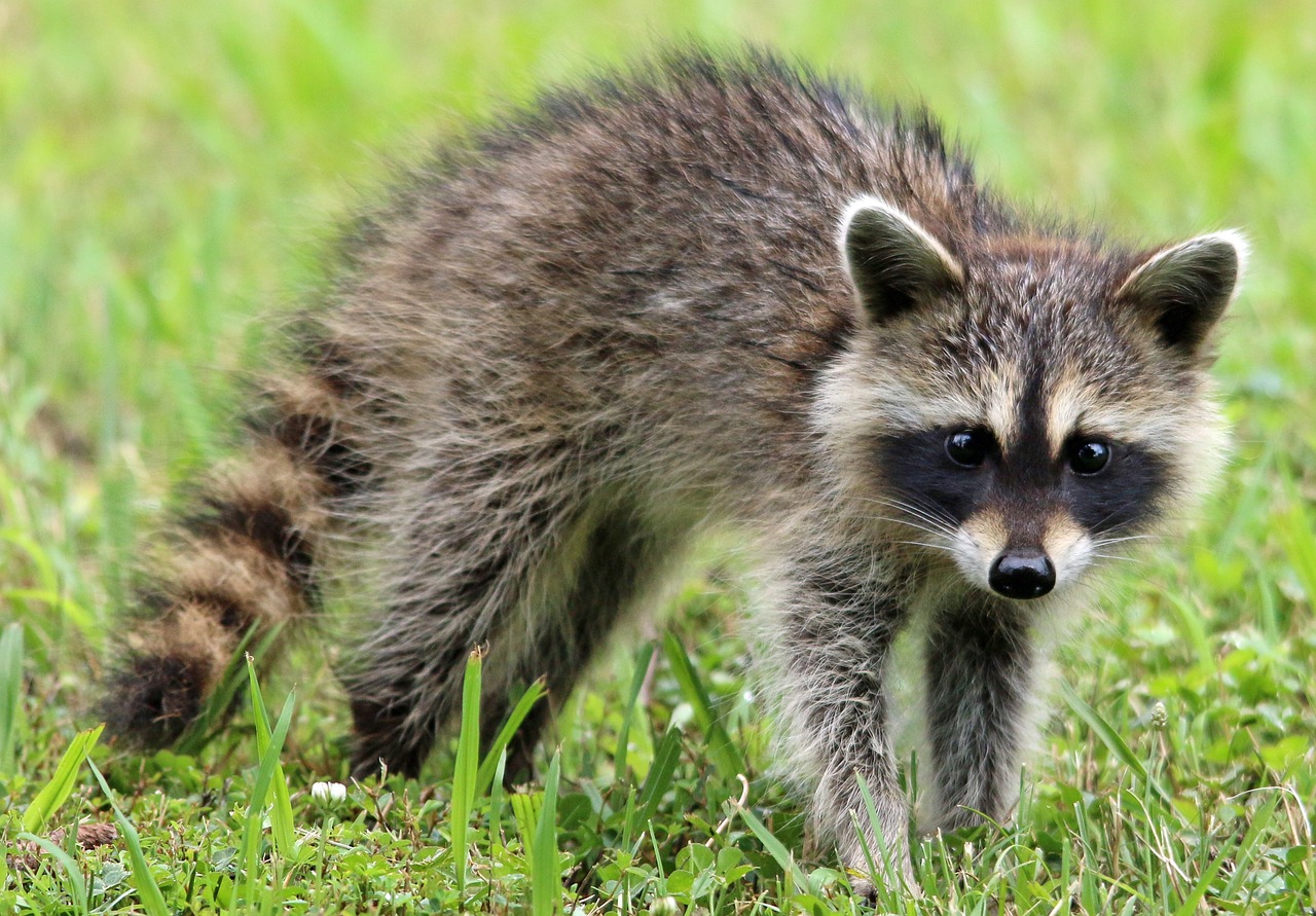 raccoon, animal, wildlife-1905528.jpg