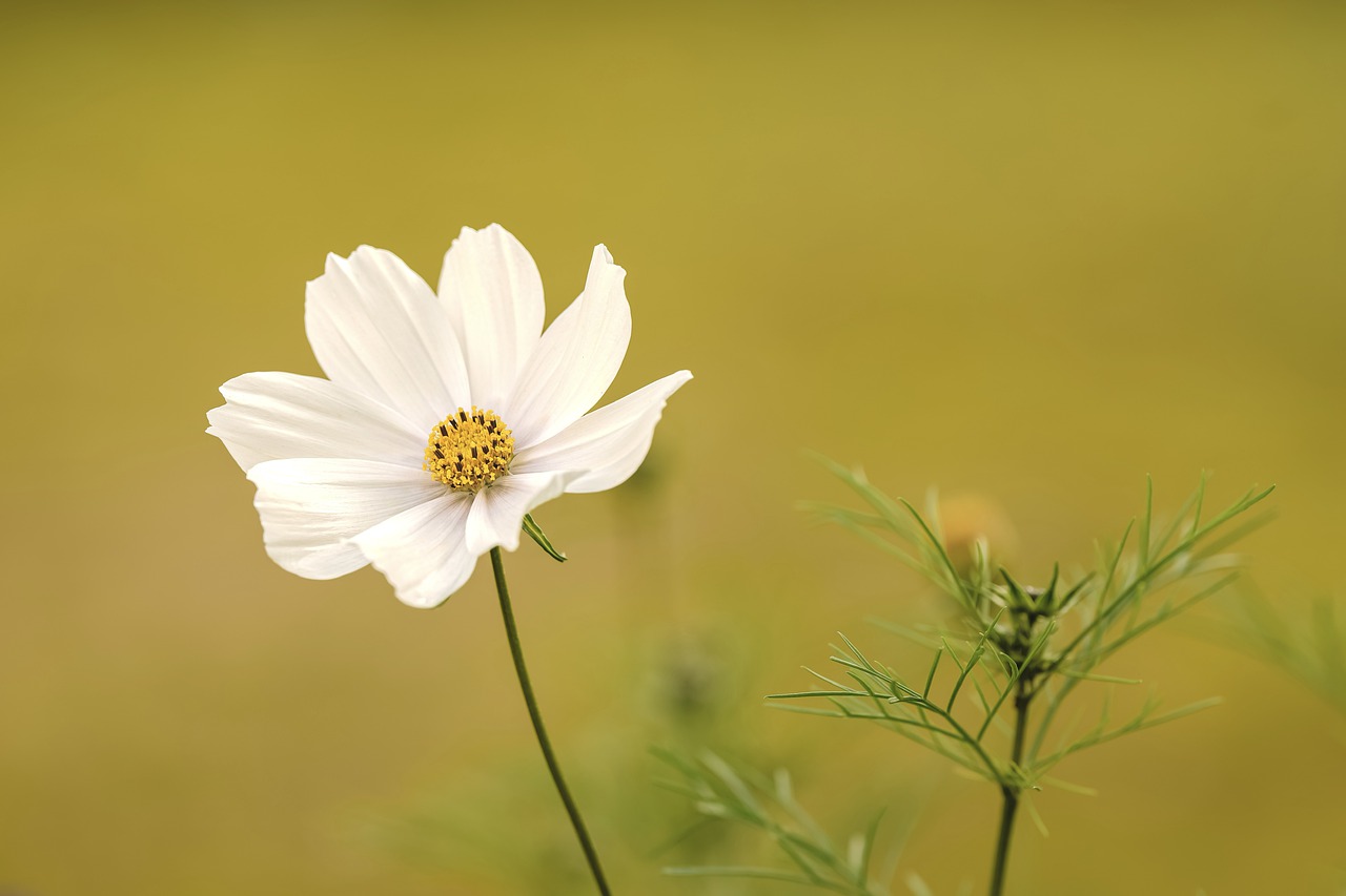 white flower, flower, mexican aster-7553915.jpg